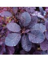 Cotinus coggygria 'Royal purple' - Perruquier, arbre à perruques