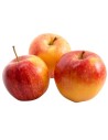 Malus domestica 'Royal Gala' - Pommier