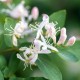 Lonicera xylosteum (chèvrefeuille des haies)