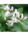 Lonicera xylosteum - Chèvrefeuille des haies
