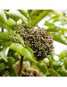 Sambucus nigra - Sureau noir