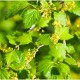 Ribes alpinum (groseillier à grappes)