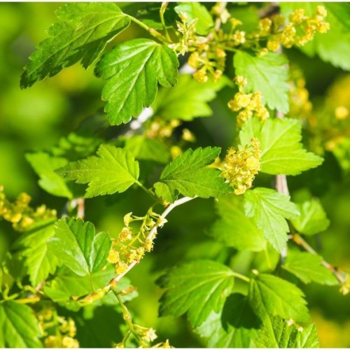 Ribes alpinum (groseillier à grappes)