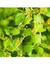 Ribes alpinum - Groseillier des alpes