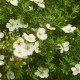 Potentilla fruticosa 'Abbotswood' (potentille arbustive blanche)