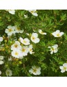 Potentilla fruticosa 'Abbotswood' -  Potentille arbustive blanche
