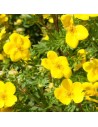 Potentilla fruticosa 'Goldfinger' - Potentille arbustive jaune