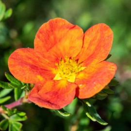 Potentilla fruticosa 'Red Ace' (potentille arbustive rouge)