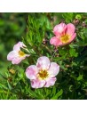 Potentilla fruticosa 'Princess' - Potentille arbustive rose