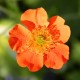 Potentilla fruticosa 'Tangerine' (potentille arbustive orange)