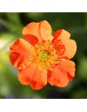 Potentilla fruticosa 'Tangerine' - Potentille arbustive orange