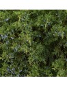 Juniperus communis 'Repanda' - Genévrier