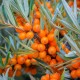 Hippophae rhamnoides (argousier)