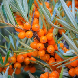 Hippophae rhamnoides (argousier)