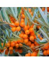 Hippophae rhamnoides - Argousier