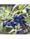 Prunus spinosa - Prunellier, Epine noire