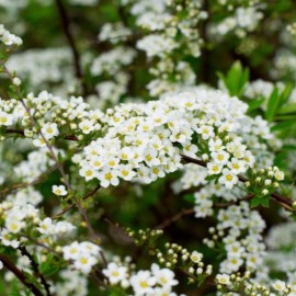 Spiraea x 'Vanhouttei' (spirée)