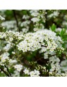 Spiraea x 'Vanhouttei' - Spirée