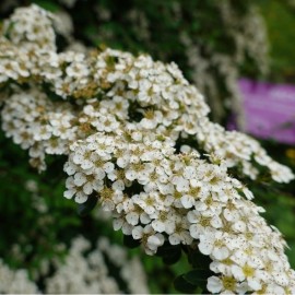 Spiraea 'Snowmound' (spirée)