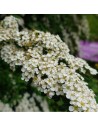 Spiraea nipponica ' Snowmound' - Spirée