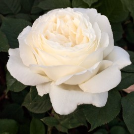 Rosier 'Jeanne Moreau'