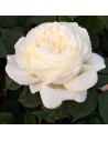 Rosa 'Jeanne Moreau' - Rosier