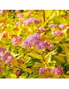 Spiraea japonica 'goldflame' - Spirée