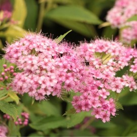 Spiraea 'Little Princess' (spirée)