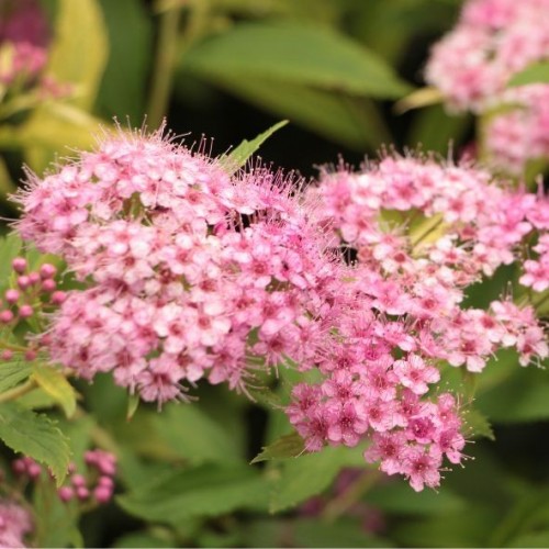 Spiraea 'Little Princess' (spirée)