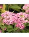 Spiraea japonica 'little Princess' - Spirée