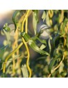 Salix 'babylonica Tortuosa' - Saule