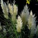 Cortaderia 'Selloana Pumila' (herbe de la pampa)