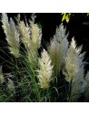 Cortaderia 'selloana Pumila' - Herbe de la pampa