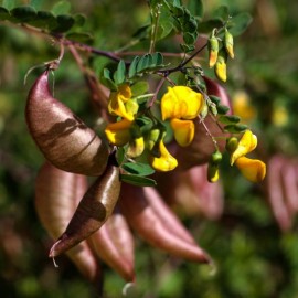 Colutea 'Arborescens' (baguenaudier)