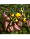 Colutea arborescens - Baguenaudier