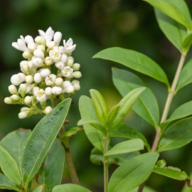 Ligustrum 'Vulgare' (troène)