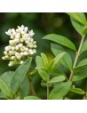 Ligustrum ovalifolium - Troène de californie