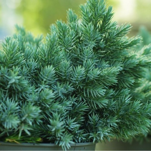 Juniperus Squamata 'Blue star'