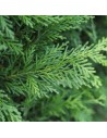 Cupressocyparis leylandii - Cyprès de leyland