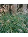 Miscanthus sinensis 'Kleine silberspinne' - Roseau de Chine