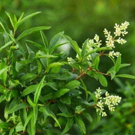 Ligustrum vulgare 'Atrovirens' - Troène commun