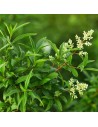 Ligustrum vulgare 'Atrovirens' - Troène commun