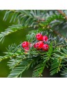Taxus baccata - If commun