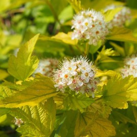 Physocarpus opulifolius (Physocarpe)