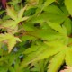 Acer palmatum 'Little Princess' (Erable du Japon)