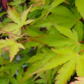 Acer palmatum 'Little Princess' (Erable du Japon)