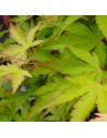 Acer palmatum 'Little princess' - Erable du Japon