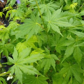 Acer palmatum 'Emerald Lace' (Erable du Japon)