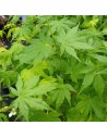 Acer palmatum 'Going green' - Erable du Japon