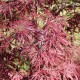 Acer palmatum 'Dissectum Atropurpureum' (Erable du Japon)